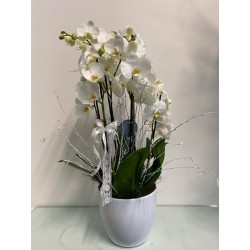 Composizione di orchidee - 1