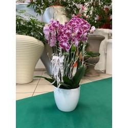 Composizione di orchidee - 2