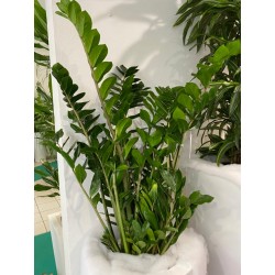 Zamioculcas