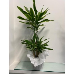 Dracena