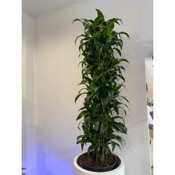 DRACENA JANET LIND