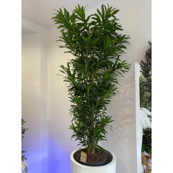 DRACENA REFLEX SON OF HAMAICA