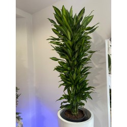 DRACENA MESSANGIANA