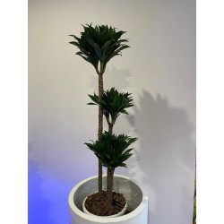 DRACENA COMPATTA