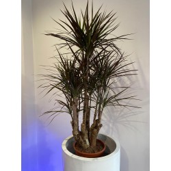 DRACENA MARGINATA