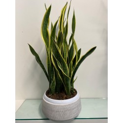 Sanseveria