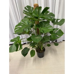 PHILODENDRON MOSTERA