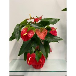 Anthurium