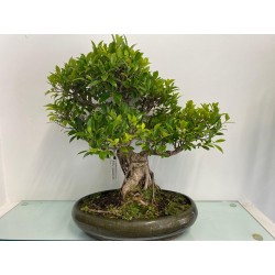 Bonsai di Ficus