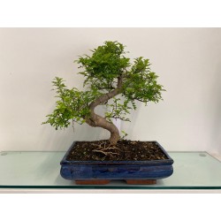 Bonsai di Zanthoxylum