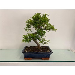 Bonsai di Zanthoxylum Medio