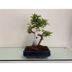 Bonsai Zanthoxylum 3