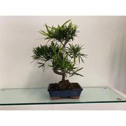 Bonsai di Zelkova