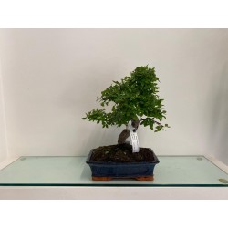 Bonsai di Podocarpus