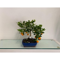 Bonsai di Citrus