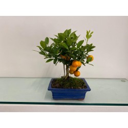 Bonsai Citrus  2