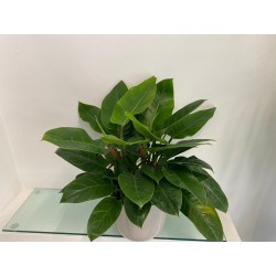 Philodendron