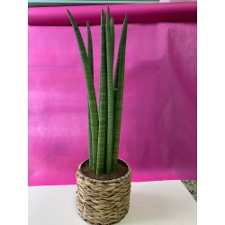 Sanseveria tubolare