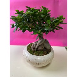 Bonsai Ginseng